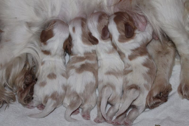 I will always love you of Sevijean's