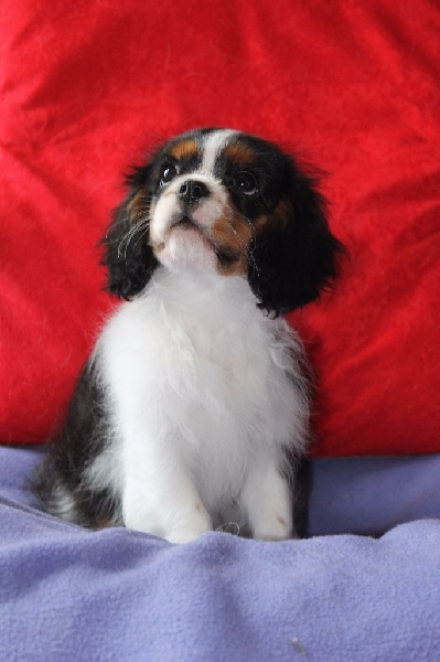 Hello dolly of Sevijean's