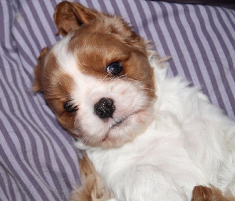 I will always love you of Sevijean's