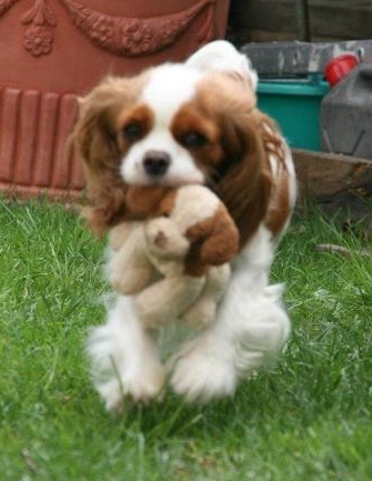 Ever so pretty of Sevijean's