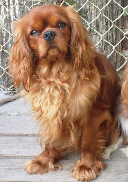 CH. Destination Soleil of Sevijean's