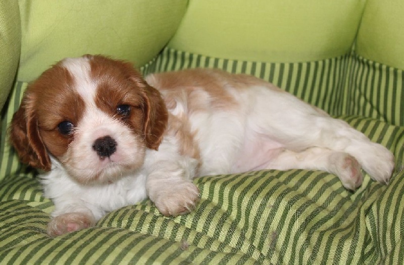 I will always love you of Sevijean's