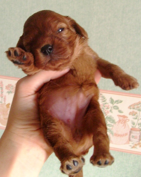 CH. Destination Soleil of Sevijean's