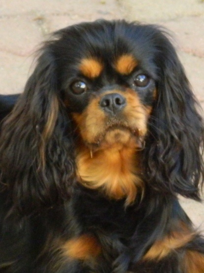 CH. Feeling of Sevijean's - 1e Ex Cacs-Cacib