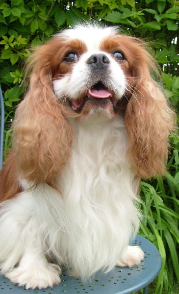 CH. Carham Vanilla Sky - Diplôme "Excellent sélectionné" par le Club