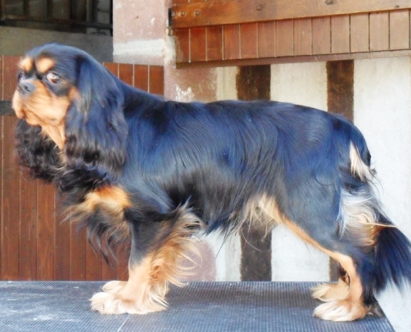 French temptation of Sevijean's - 1e Ex RCACS