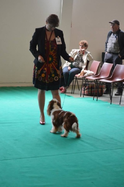 CH. Carham Vanilla Sky - 1er EX Vétéran