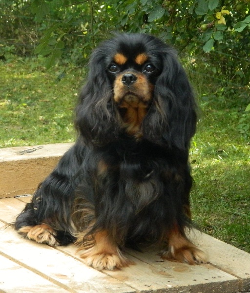 CH. Feeling of Sevijean's - 1e Ex CACS -CACIB