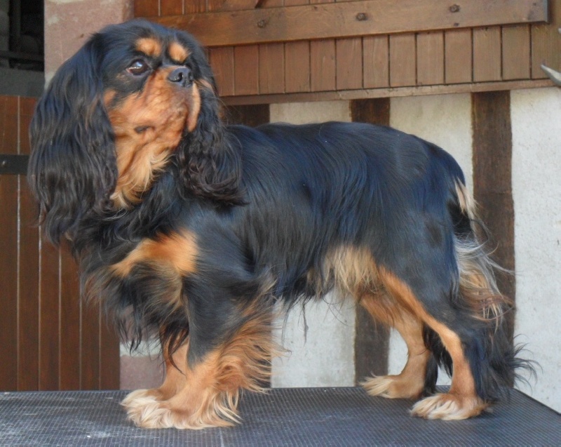 French temptation of Sevijean's - 2e Excellent (Jeune)