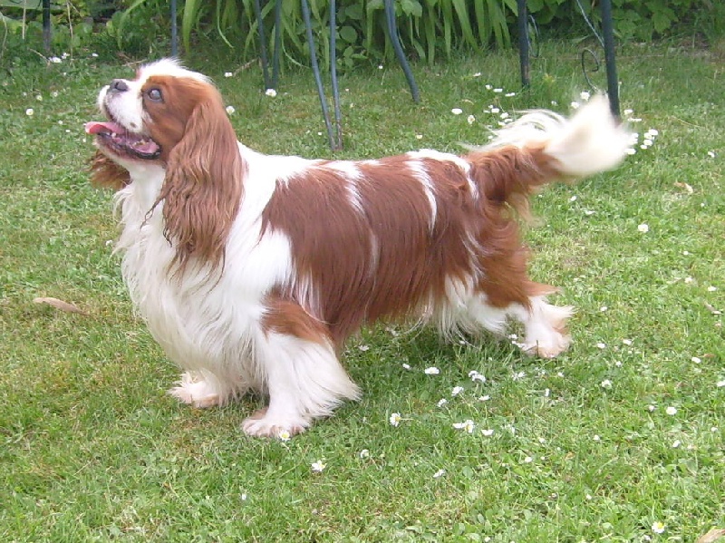 CH. Carham Vanilla Sky - 1e Ex Cacib - Meilleur de Race