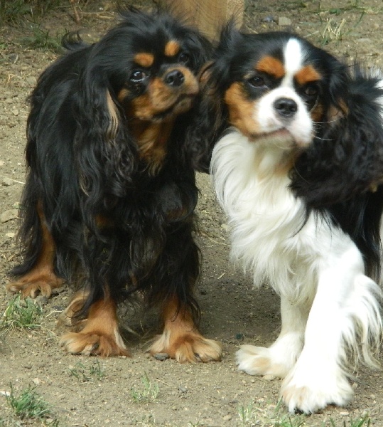 CH. Feeling of Sevijean's - 1e Ex Cacs-Cacib