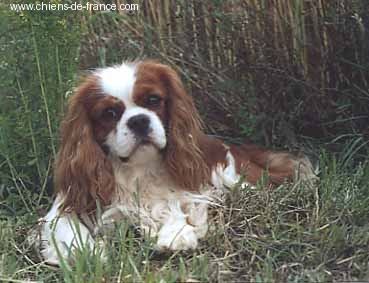 CH. Carham Vanilla Sky - 1e Ex Cacib - Meilleur de Race