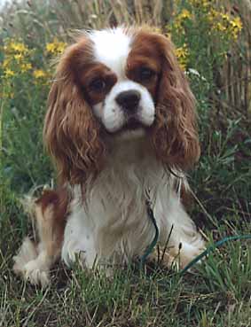 CH. Carham Vanilla Sky - 1e Ex Cacib - Meilleur de Race