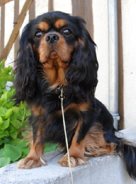 French temptation of Sevijean's - 1e Ex RCACS