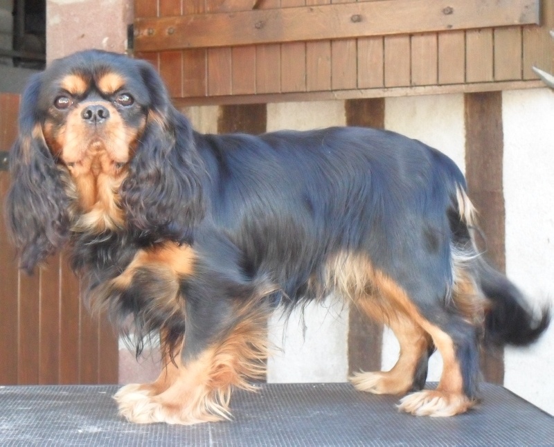 French temptation of Sevijean's - 1e Ex CACS