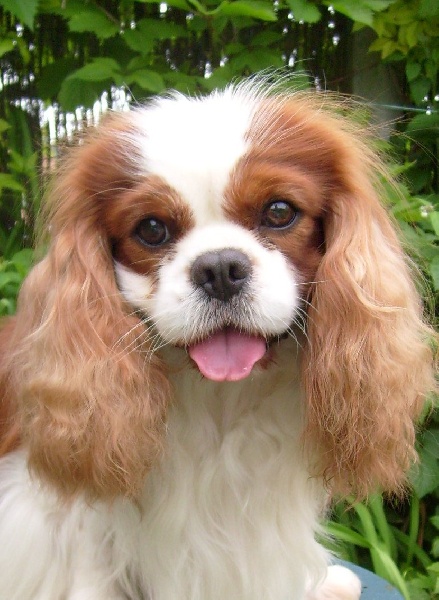 CH. Carham Vanilla Sky - 1e Ex Cacib - Meilleur de Race