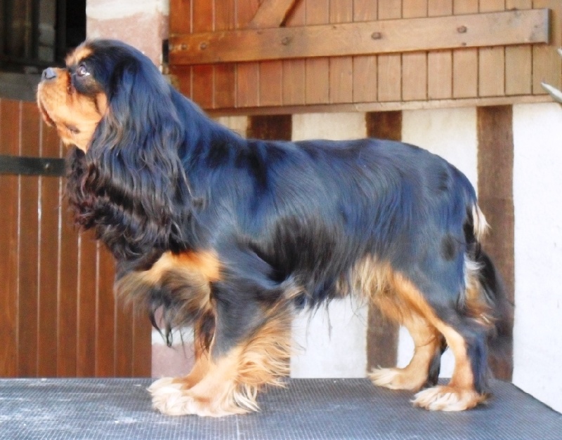 French temptation of Sevijean's - 1ere Très Prometteur (Débutant)