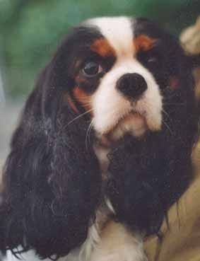 CH. Ornella Des marliviers - 1e Excellent (Vétéran)