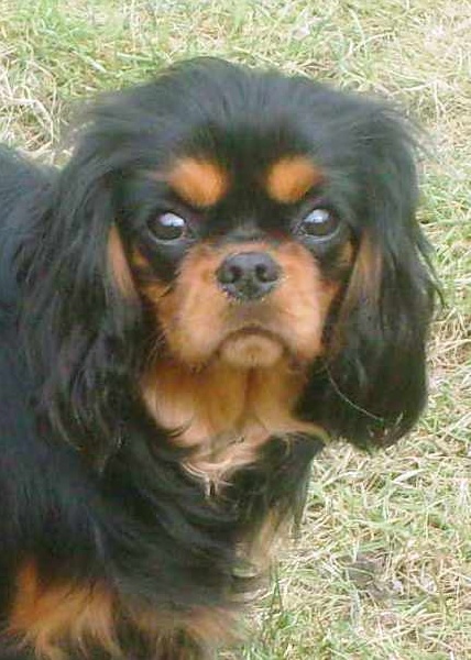 CH. Feeling of Sevijean's - 2e Excellent (Jeune), 38 concurrentes !!!