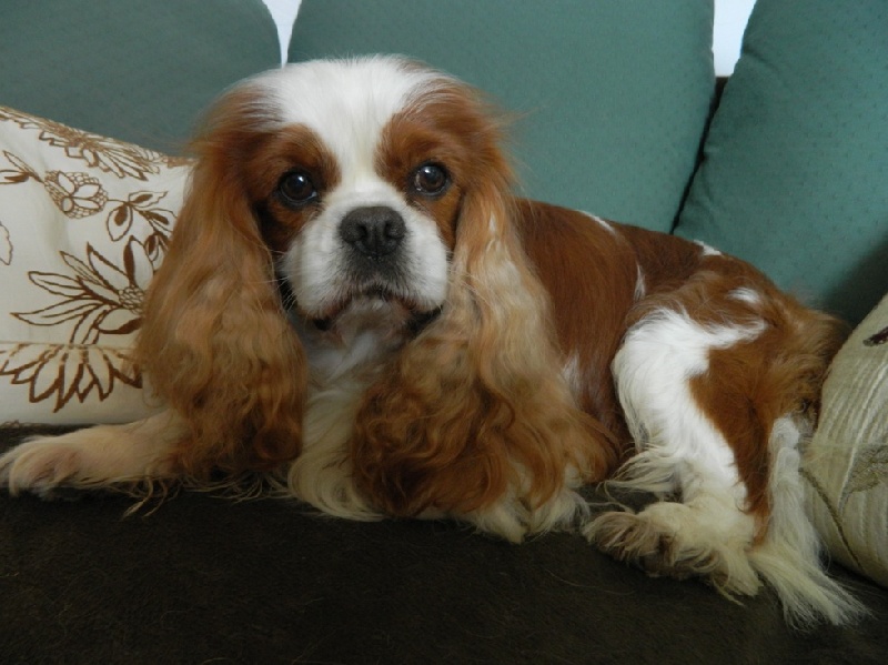 CH. Carham Vanilla Sky - "Meilleur reproducteur" / "Best Stud Dog"