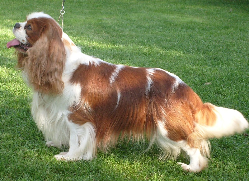 CH. Carham Vanilla Sky - 1e Ex Cacs-Cacib Meilleur de Race