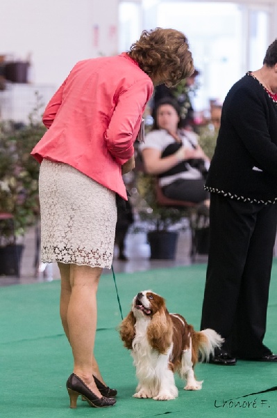 CH. Carham Vanilla Sky - 1e Excellent - Meilleur Vétéran