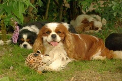 CH. Carham Vanilla Sky - 1e Excellent - Meilleur Vétéran