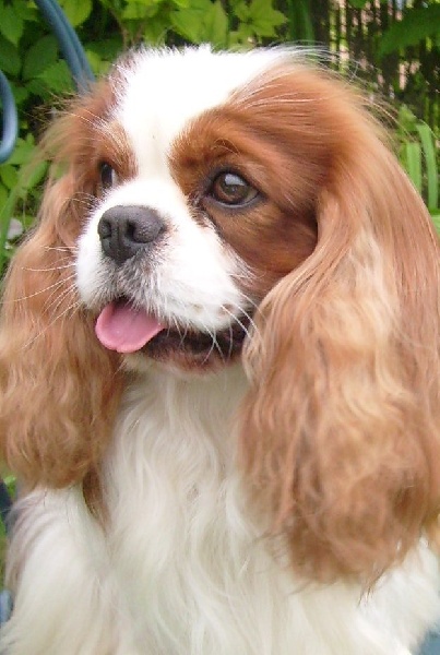 CH. Carham Vanilla Sky - 1e Ex Cacs-Cacib