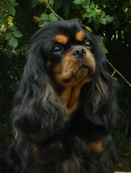 CH. Feeling of Sevijean's - 1e Ex RCACIB