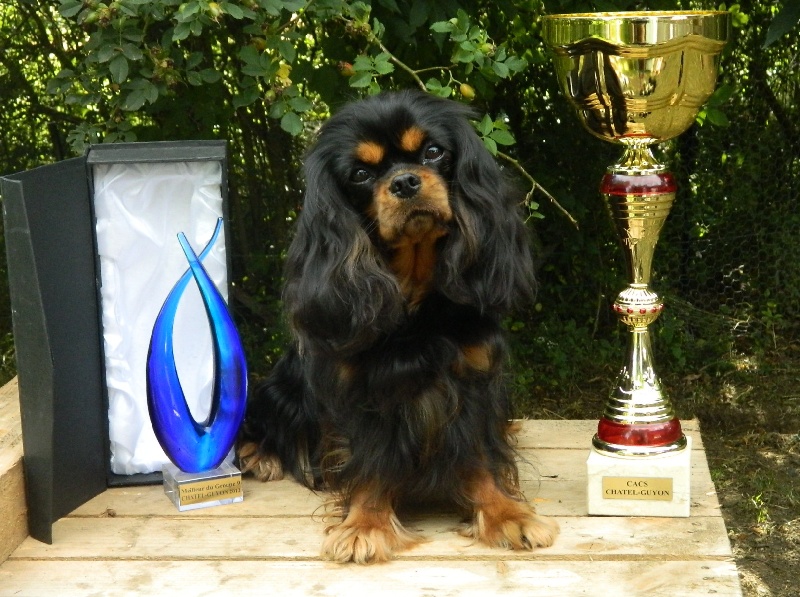 CH. Feeling of Sevijean's - 1e Ex Cacs-Rcacib Championne de France