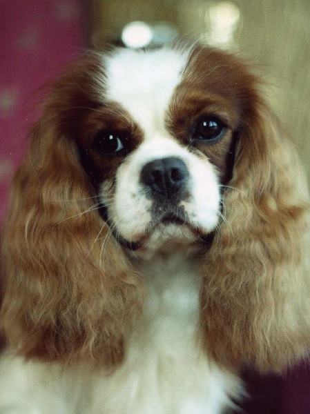 CH. Carham Vanilla Sky - 1e Ex Cacs - Cacib