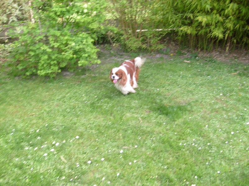 CH. Carham Vanilla Sky - 1e Ex Cacs - Cacib - Meilleur de Race