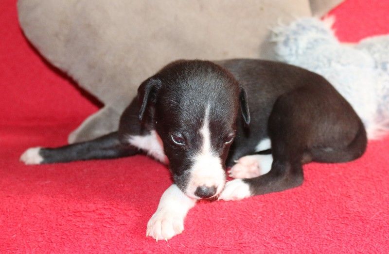 Chiot Whippet, Rhénanie, femelle disponible en Bretagne