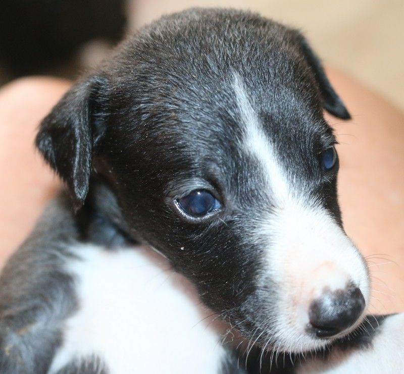 Chiot Whippet, Rhénanie, femelle disponible en Bretagne