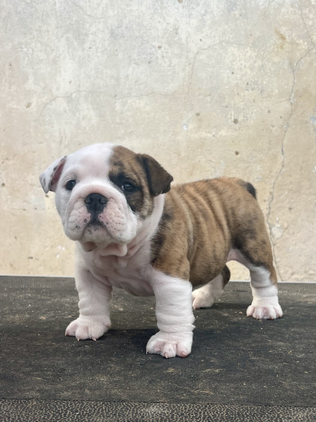 Bohemiam Rapsody - Bulldog Anglais