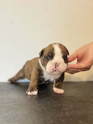 Les chiots de Bulldog Anglais