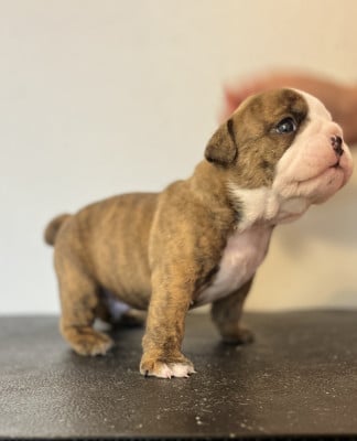Les chiots de Bulldog Anglais