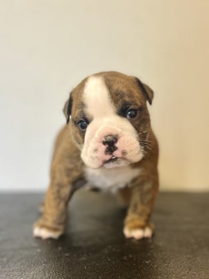 Les chiots de Bulldog Anglais