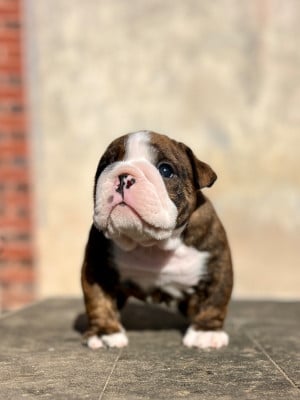 Les chiots de Bulldog Anglais