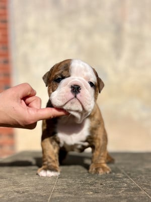 Les chiots de Bulldog Anglais