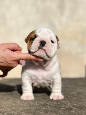 Mâle vachette - Bulldog Anglais
