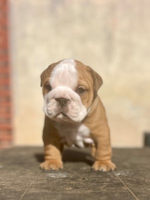 Mâle fauve - Bulldog Anglais