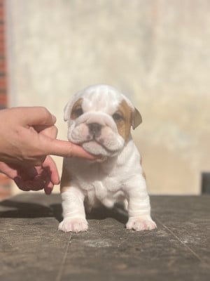 Femelle vachette - Bulldog Anglais