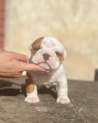 Femelle queue longue - Bulldog Anglais