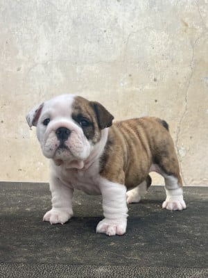 Les chiots de Bulldog Anglais