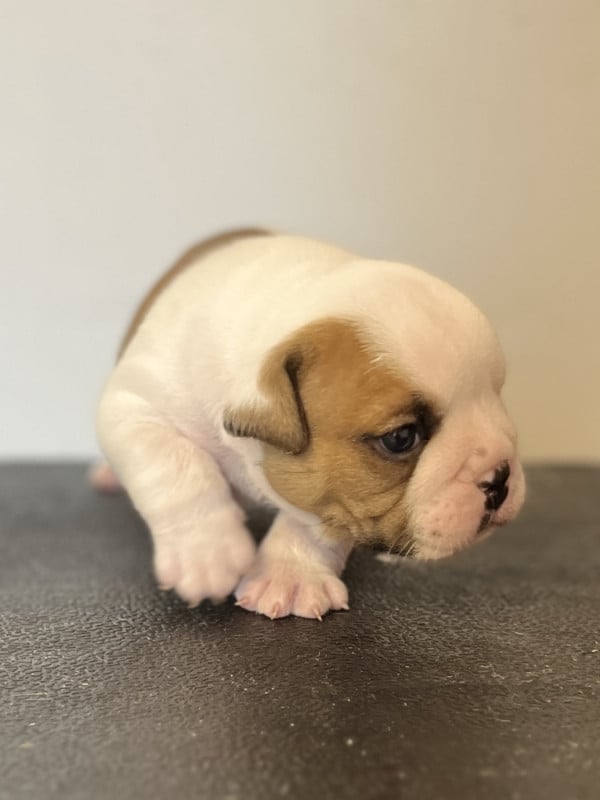 Bulldog Anglais - del Caliborso