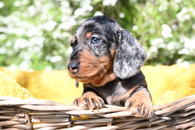 Les chiots de Teckel poil dur