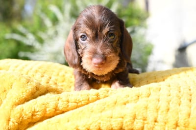 Les chiots de Teckel poil dur