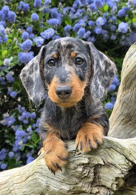 Les chiots de Teckel poil dur
