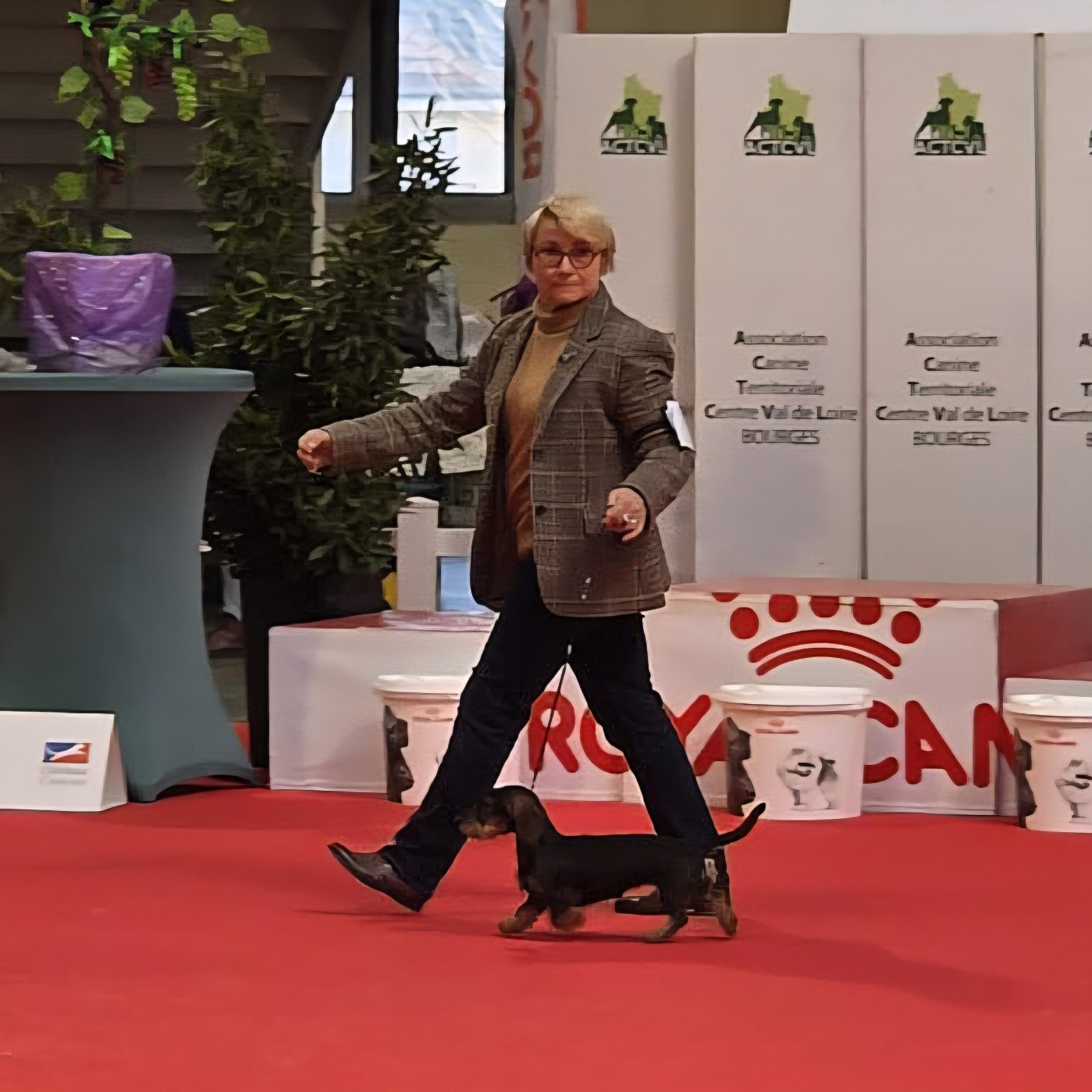 Morticia (Sans Affixe) - 1ère excellent, CACIB J, meilleur jeune, meilleur de race